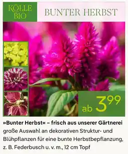 Pflanzen Kölle Bunter Herbst - frisch aus unserer Gärtnerei Angebot