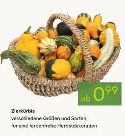 Pflanzen Kölle Zierkürbis Angebot