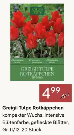 Pflanzen Kölle Greigii Tulpe Rotkäppchen Angebot
