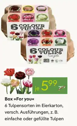 Pflanzen Kölle Box For you Angebot