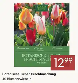 Pflanzen Kölle Botanische Tulpen Prachtmischung Angebot