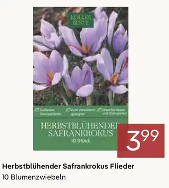 Pflanzen Kölle Herbstblühender Safrankrokus Flieder Angebot