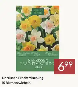 Pflanzen Kölle Narzissen Prachtmischung Angebot