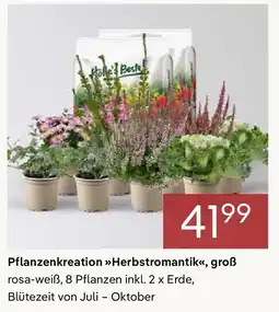 Pflanzen Kölle Pflanzenkreation Herbstromantik, groß Angebot