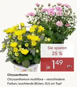 Pflanzen Kölle Chrysantheme Angebot
