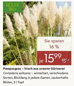 Pflanzen Kölle Pampasgras - frisch aus unserer Gärtnerei Angebot