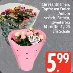 Edeka Chrysanthemen, Topfrosen Dolce Amore Angebot