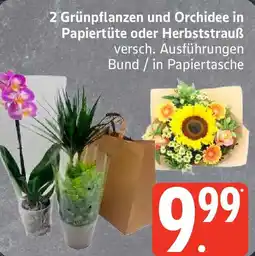 Edeka 2 Grünppflanzen und Orchidee in Papiertüte oder Herbststrauß Angebot