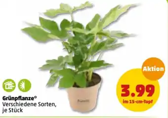 PENNY Grünpflanze Angebot