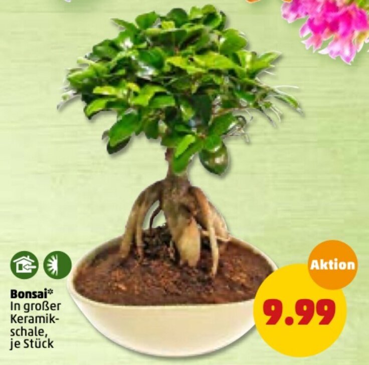 Bonsai Angebot bei PENNY