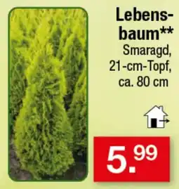 Zimmermann Lebensbaum** Smaragd Angebot