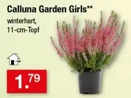 Zimmermann Calluna Garden Girls** Angebot