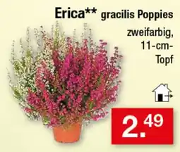 Zimmermann Erica** gracilis Poppies Angebot