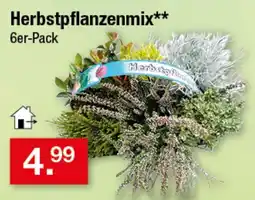 Zimmermann Herbstpflanzenmix** Angebot