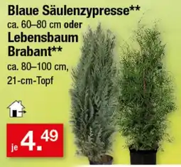 Zimmermann Blaue Säulenzypresse Brabant Angebot
