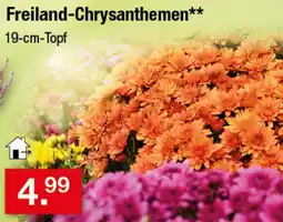 Zimmermann Freiland-Chrysanthemen** Angebot