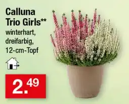 Zimmermann Calluna Trio Girls** Angebot