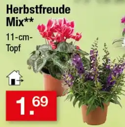 Zimmermann Herbstfreude Mix** Angebot