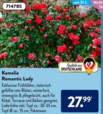 Aldi Süd Kamelie Romantic Lady Angebot