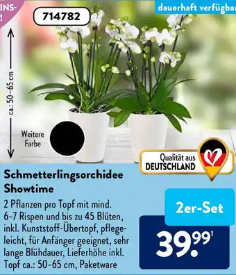 Aldi Süd Schmetterlingsorchidee Showtime Angebot