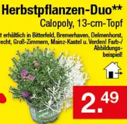 Zimmermann Herbstpflanzen-Duo Angebot