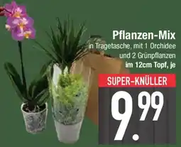 E-Center Pflanzen-Mix Angebot