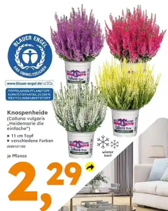 Globus Baumarkt Knospenheide Angebot