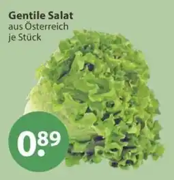 V Markt Gentile Salat Angebot
