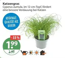 V Markt Katzengras Cyperus zumula Angebot