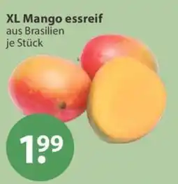 V Markt XL Mango essreif Angebot