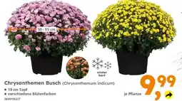 Globus Baumarkt Chrysanthemen Busch (Chrysanthemum indicum) Angebot