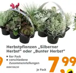 Globus Baumarkt Herbstpflanzen "Silberner Herbst" oder "Bunter Herbst" Angebot