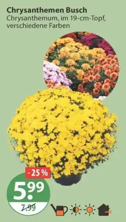 V Markt Chrysanthemen Busch Angebot