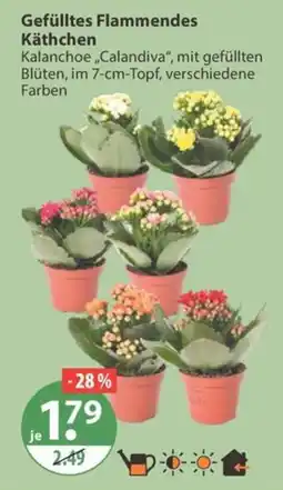 V Markt Gefülltes Flammendes Käthchen Angebot