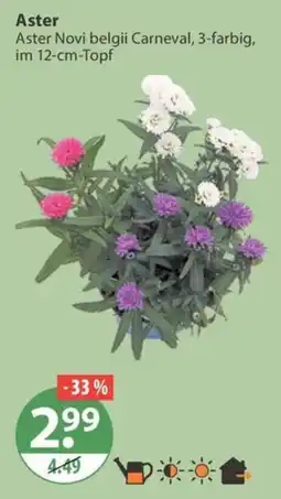V Markt Aster Novi belgii Carneval Angebot