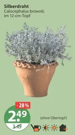 V Markt Silberdraht Calocephalus brownii Angebot