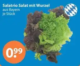 V Markt Salatrio Salat mit Wurzel Angebot
