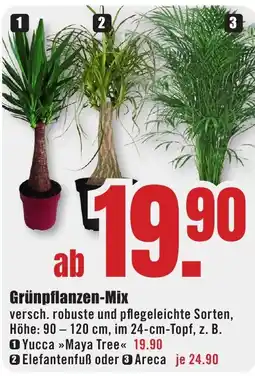 B1 Discount Baumarkt Grünpflanzen-Mix Angebot