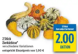 diska Zierkürbisse* Angebot
