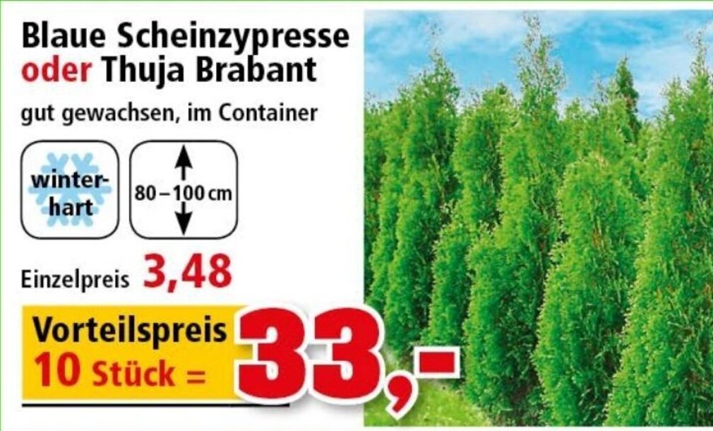 Blaue Scheinzypresse oder Thuja Brabant Angebot bei Thomas Philipps