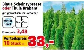 Thomas Philipps Blaue Scheinzypresse oder Thuja Brabant Angebot