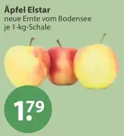 V Markt Äpfel Elstar Angebot