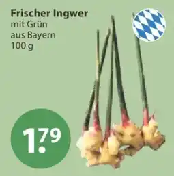 V Markt Frischer Ingwer mit Grün Angebot