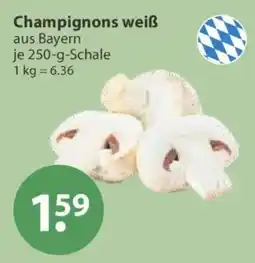 V Markt Champignons weiß Angebot