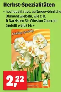 Thomas Philipps Frühling Specialty Narzissen Sir Winston Churchill Angebot