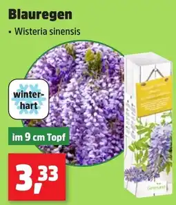 Thomas Philipps Blauregen Wisteria sinensis Angebot
