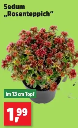 Thomas Philipps Sedum „Rosenteppich“ Angebot