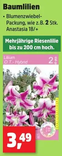 Thomas Philipps Baumlilien Angebot
