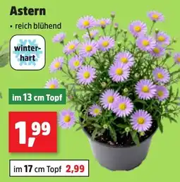 Thomas Philipps Astern Angebot
