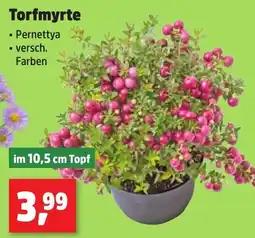 Thomas Philipps Torfmyrte Angebot